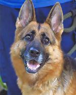 Ein treuer Helfer auf 4 Pfoten / Österreichischer Rettungs-, Therapie- und Blindenführhunde Unterstützungsverein